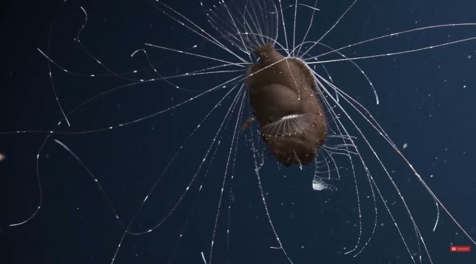 Views: Conflicts In The Deep Ocean (4K Video)