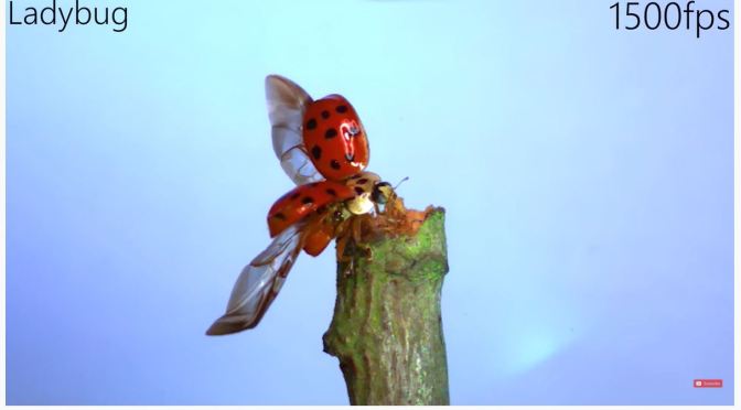 Views: Flying Insects In Super Slow Motion Video