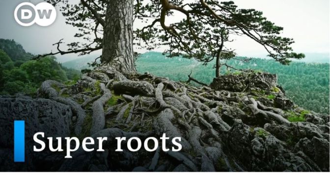 Ecology: Scientists Breed Plants With Fast-Growing Roots To Revitalize Land