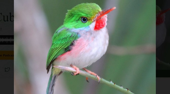 Bird Views: The Cuban Tody In The West Indies