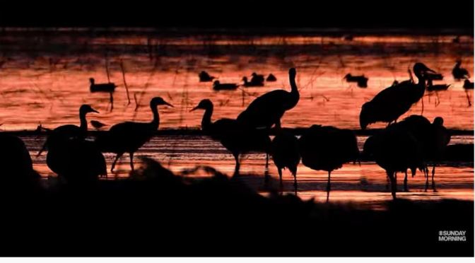 Nature Views: Sandhill Cranes In Lodi, California