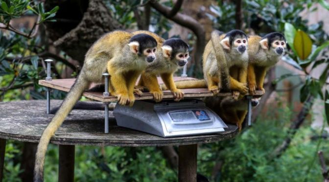 Views: Animals Weighed In At The London Zoo (Video)