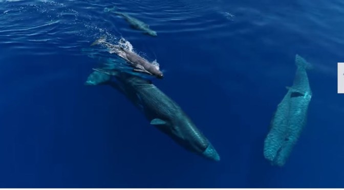 Views: How Sperm Whales Outsmarted Hunters