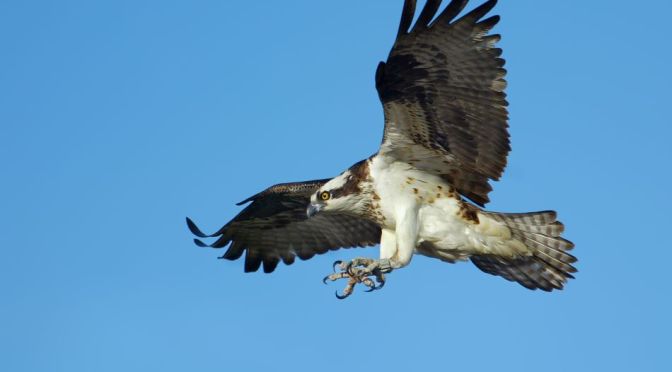 Views: An Osprey Hunts Trout In Yellowstone