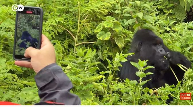 Views: Watching Gorillas In A Rwanda Rainforest