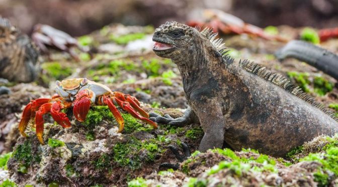 Views: The Galápagos Islands, Ecuador (Nat Geo)