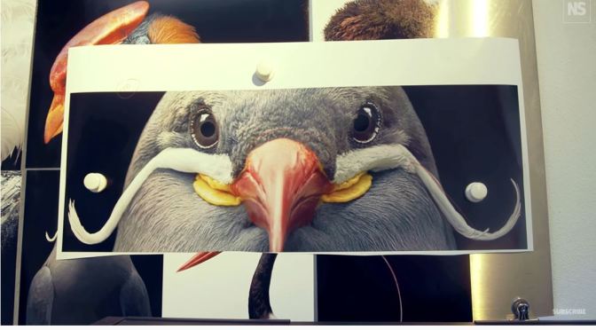 Animal Photography: The Wonderment Of Birds