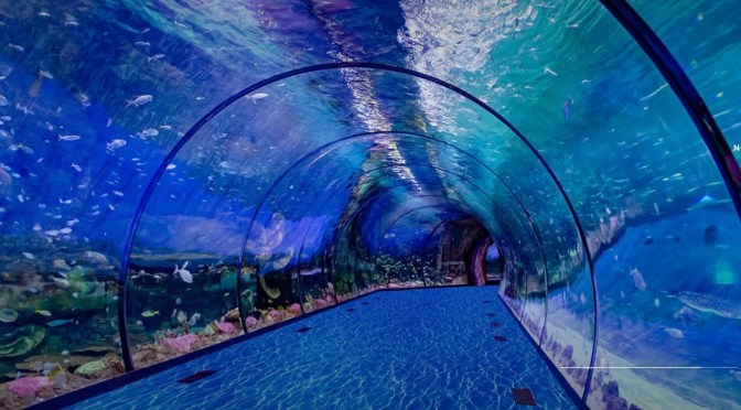 Views: National Aquarium Abu Dhabi Opens (NOV 2021)