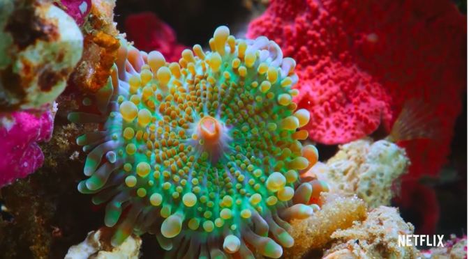 Trailer: ‘Puff – Wonders Of The Reef’ (Netflix, 2021)