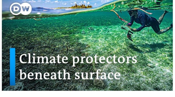 Views: Saving Seagrass Meadows In The Maldives