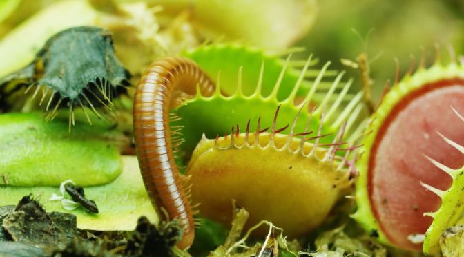 Nature Timelapse Views: ‘The Green Reapers’ Of The Plant World (8K Video)