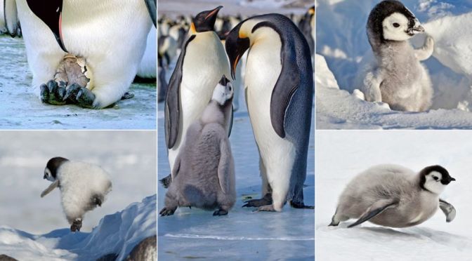 Antarctic Views: Emperor Penguin Chicks Early Life