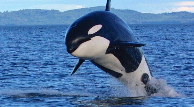 Biology: Killer Whales – The Ocean’s Top Predator