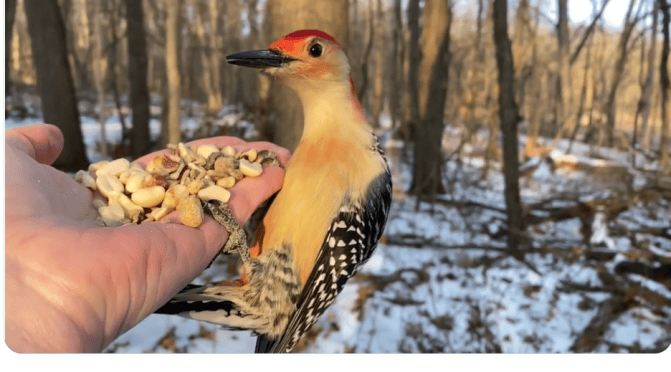 Bird Views: Woodpeckers & Tufted Titmice Feeding
