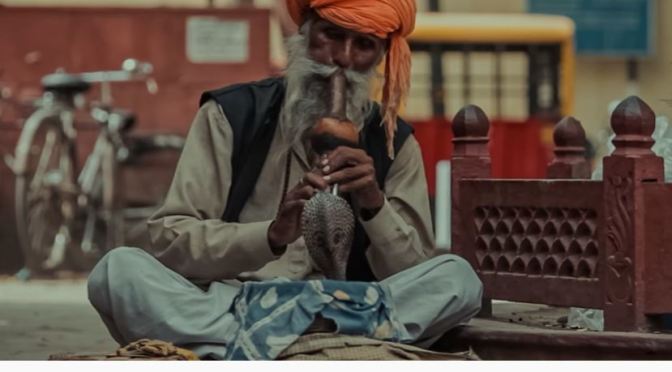 Cinematic Travel: Streets & Colors Of India (4K UHD)