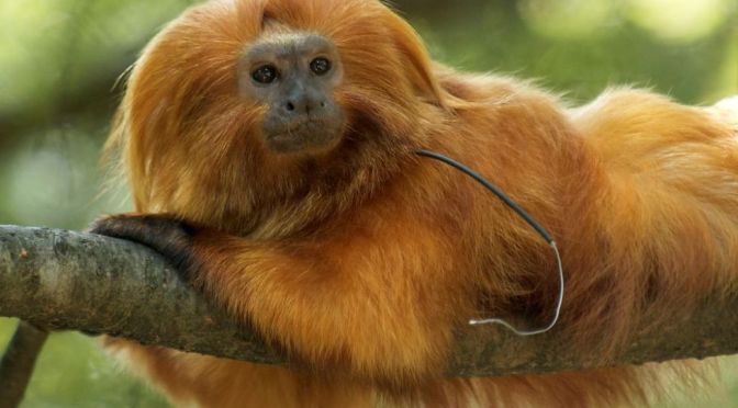 Views: Protecting Brazil’s Golden Lion Tamarin