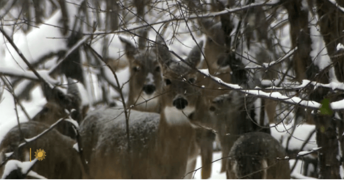 Winter Views: White-Tailed Deer In South Dakota