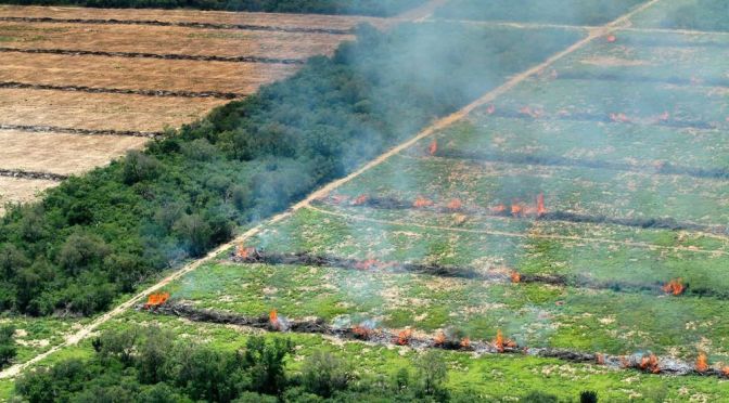 Habitats: The Destruction Of Paraguay’s Rainforests
