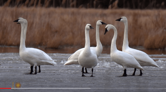 Nature: Trumpeter Swans Near Cayuga, New York