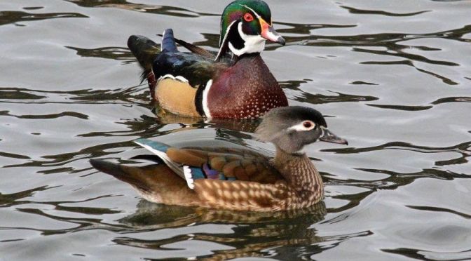 Idaho Views: Wood Ducks On The Snake River (Video)