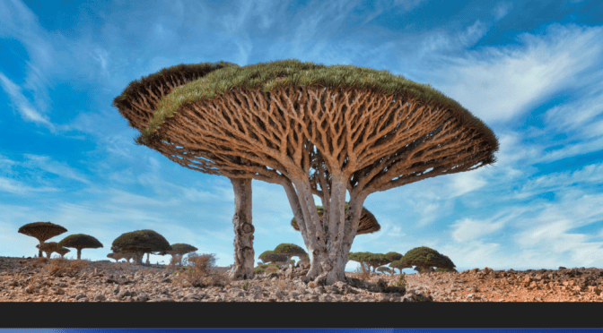 Views: The World’s Top 15 Most Beautiful Trees