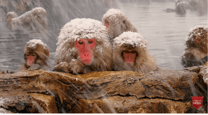 Japan Views: Snow Monkey Park In Heavy Snowfall