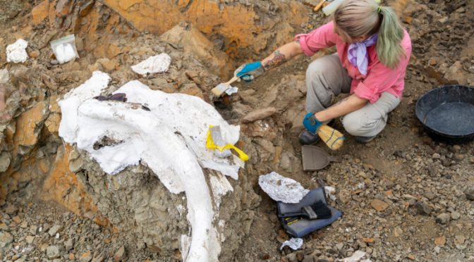 Views: Hunting Dinosaur Fossils In East Montana