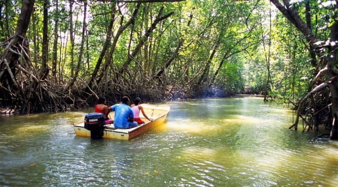 Preservation: Mangroves National Park In Congo