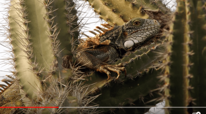 Curacao Views: Iguanas At Christoffel National Park