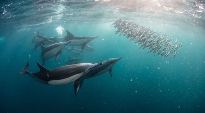 Oceans: Long-Distance Marine Migrations (Video)