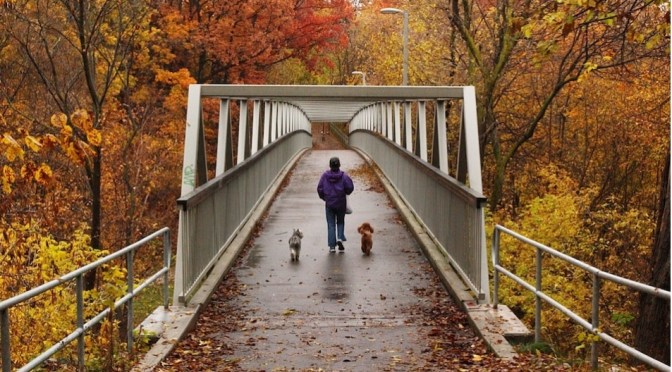 Natural Views: Toronto’s ‘Urban Forest’ (NatGeo)