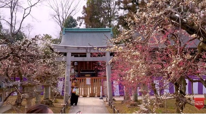 Japan Views: Kyoto Plum Blossoms & ‘Hanato’ Lights