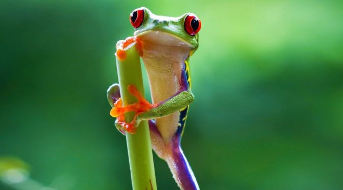 Views: BBC Earth’s ‘Most Loved Animal Moments’