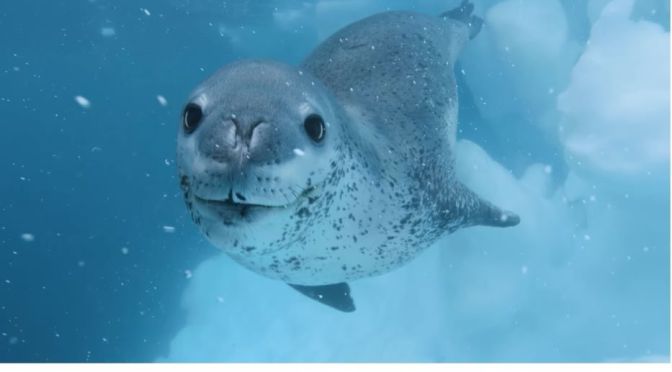 Cinematic Views: The Icy Landscapes Of Antarctica