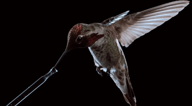 Slow Motion Views: The Hummingbird In Flight