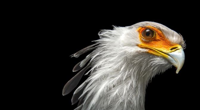 African Views: Secretary Birds – ‘It Stomps Its Prey’