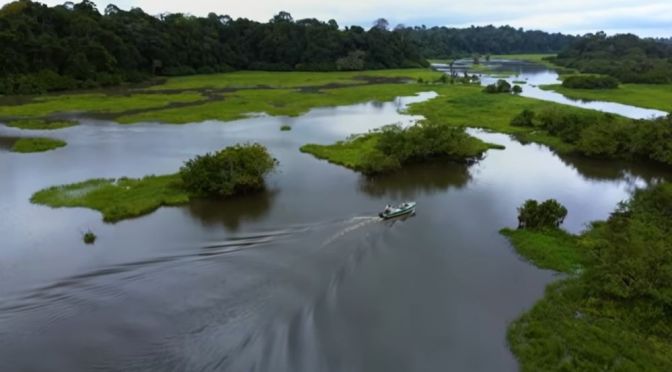 Rainforests Of Africa: The Protectors Of Gabon
