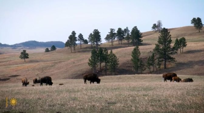 South Dakota Black Hills: Bison At Custer State Park