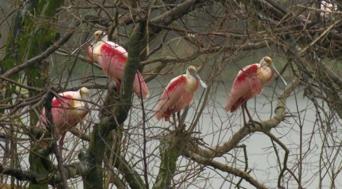 Texas Views: Water Birds At Smith Oaks Sanctuary
