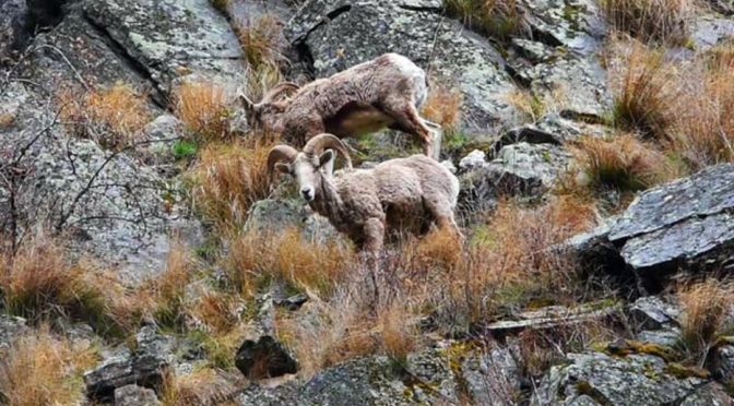 Views: Bighorn Sheep On The Salmon River In Idaho