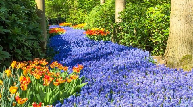 Dutch Views: Keukenhof – Garden Of Europe (4K)