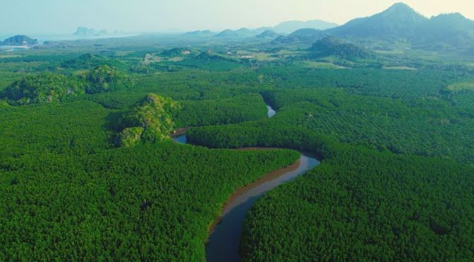 Forest Views: Khao Jom Pa Mangroves, Thailand (4K)