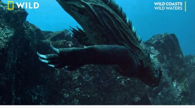 Wildlife Views: Evolution Of Marine Iquanas (Video)