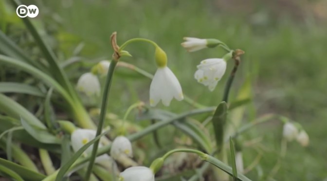 Views: Snowdrops From The Caucasus, Georgia