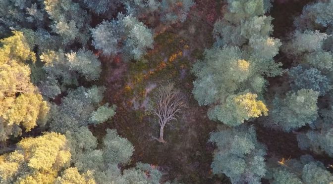 Woodland Views: North York Moors In England