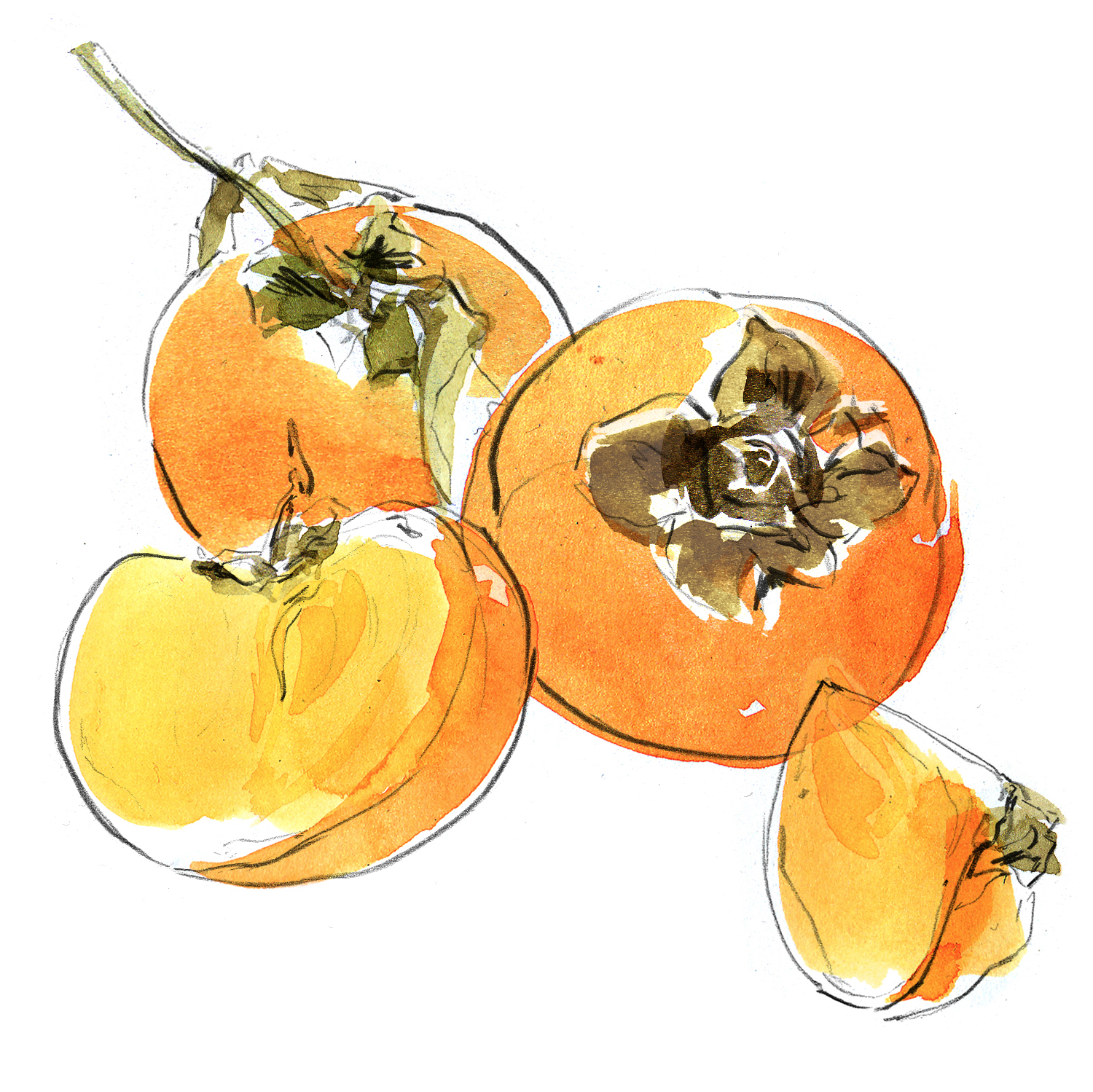 food6.jpg