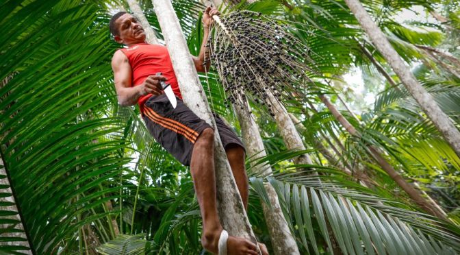 Rainforest Views: How Açaí Is Harvested In Brazil