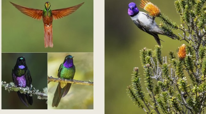Nature: ‘Hummingbirds, An Illustrated Guide’ (2022)