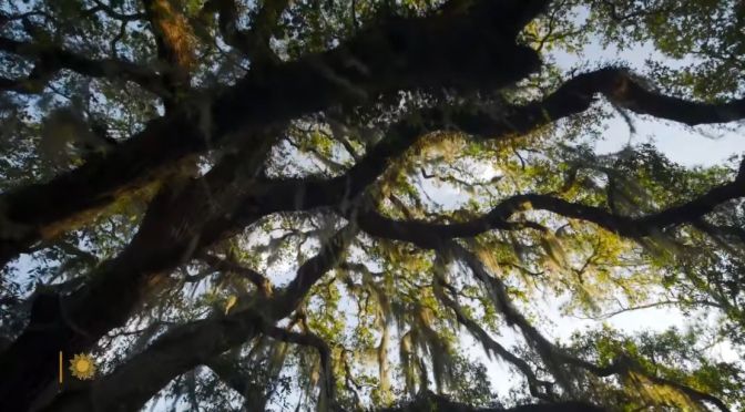 Nature Views: Live Oaks On Jekyll Island, Georgia