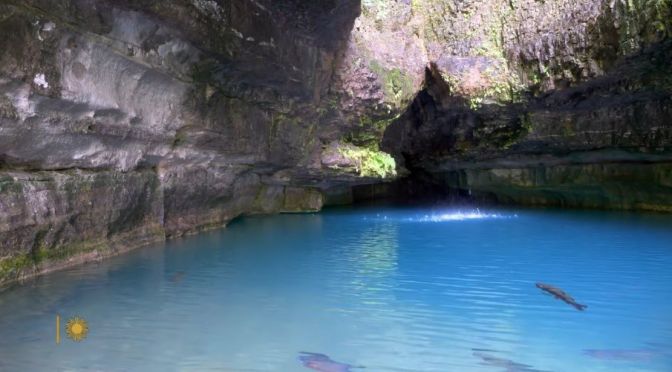 Missouri Views: Rainbow Trout At Roaring River